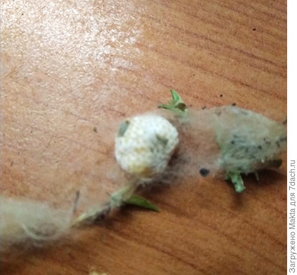 Счистили "войлок"