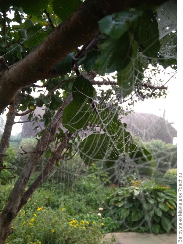 На терносливе