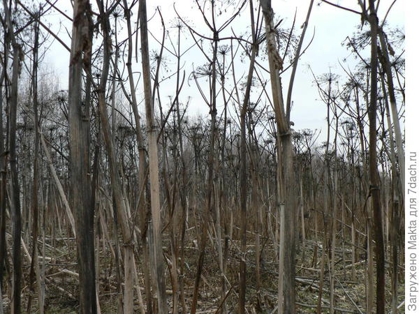 Впервые в жизни прохожу сквозь заросли борщевика
