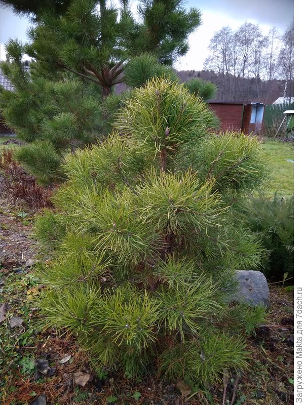 Эта тоже была уродливой