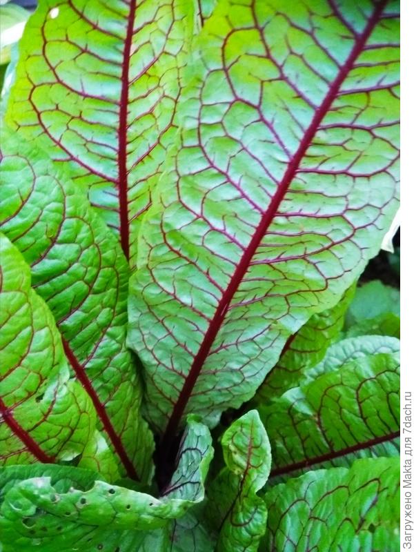 В полутени, солнце до полудня