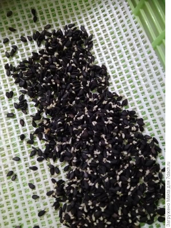 Это семена черного кунжута, проросли за 6 часов