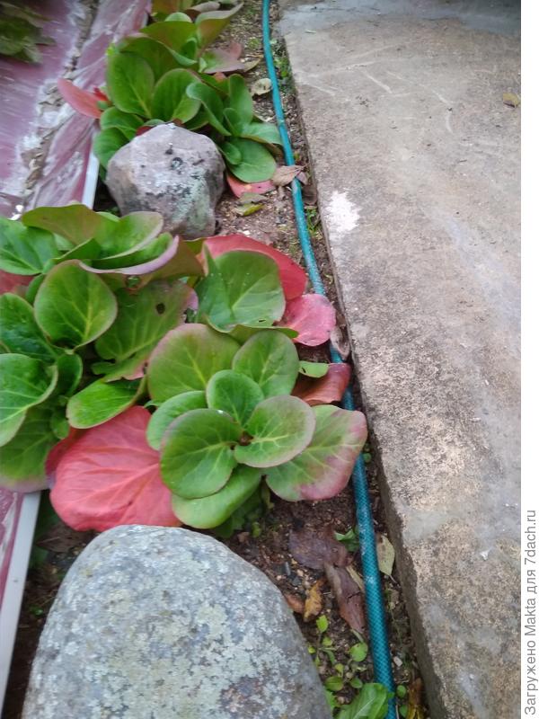 Начало октября, листья покраснели