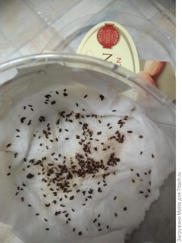 Все набухшие и с &amp;quot;носиками&amp;quot;