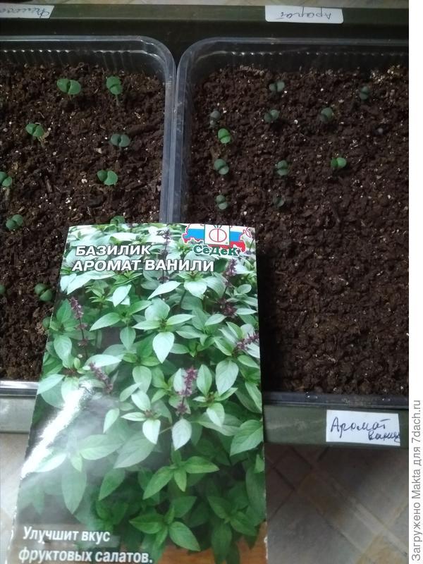 Пакет от Седека