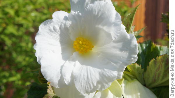 Диаметр больше 5-ти см