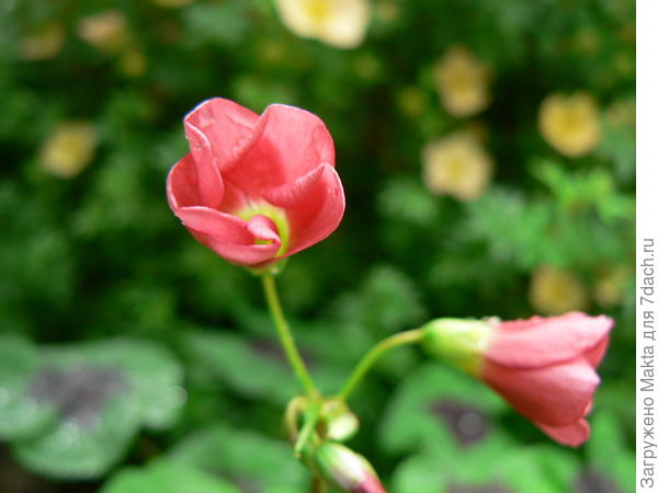 цветет элегантно, мне кажется