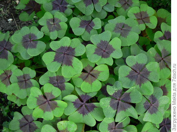 Очень быстро разрастается за сезон