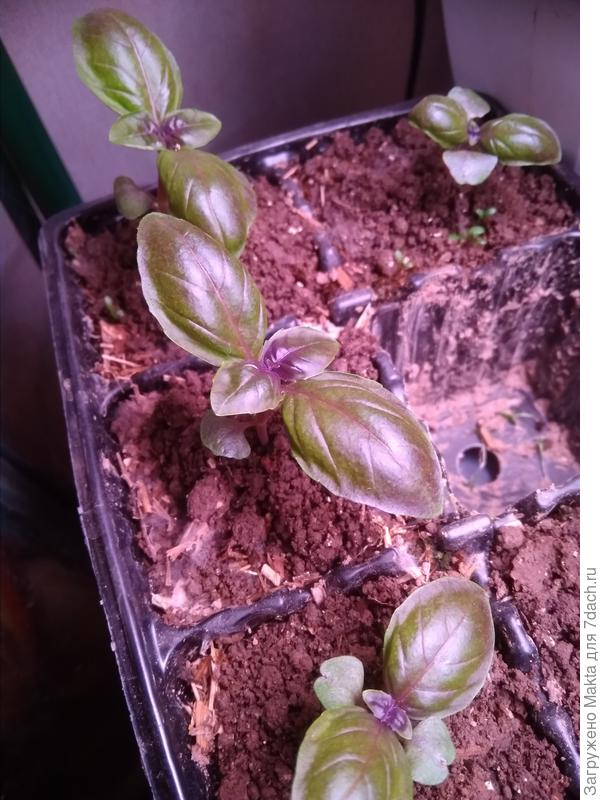 &quot;Пурпурные звёзды&quot;