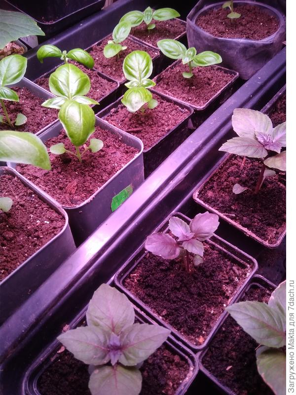 &quot;Арарат&quot; справа и &quot;Валя&quot; - зелёный