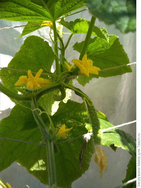 Май 2018. Листья тронуты морозцем, побелели