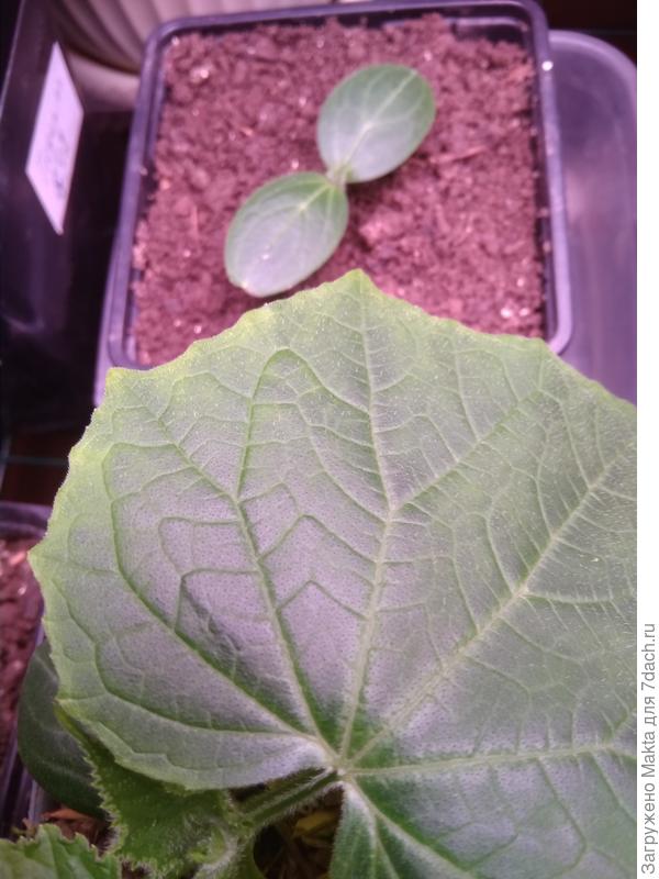 Эти два нормальные, в разное время посеяны обычным способом