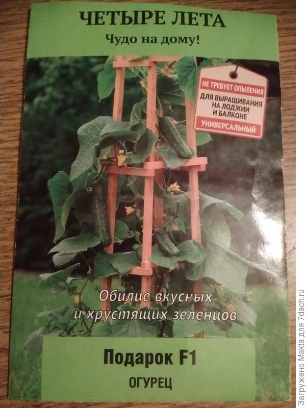 Впервые у меня так всходят огурцы