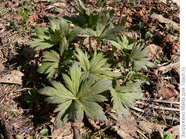 купальница в конце апреля