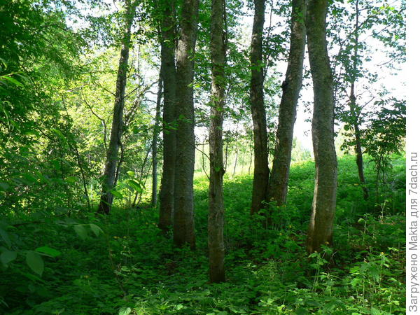 Наш холм у реки в конце мая