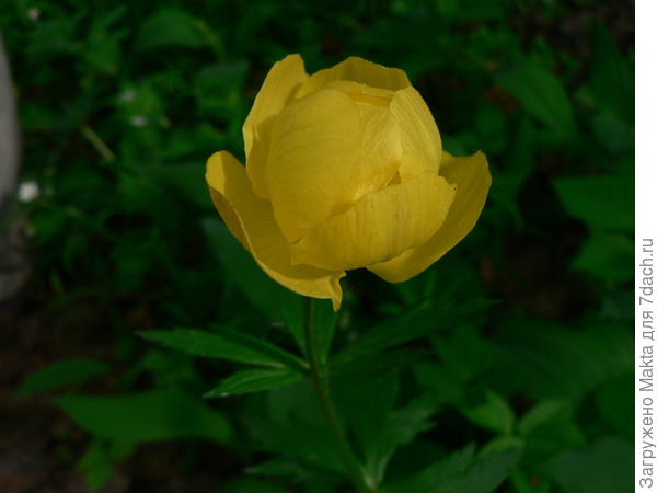 купальница в тени