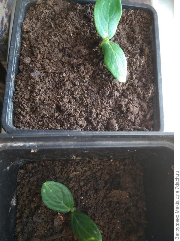 &quot;Опичочный&quot; немного крупнее, он выше подтянулся.