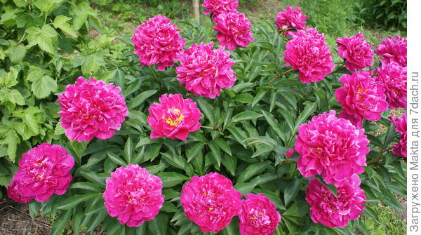 он же 26 июня 2016