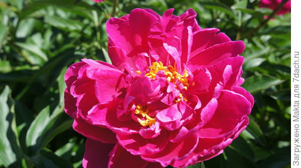 неизвестный подарок