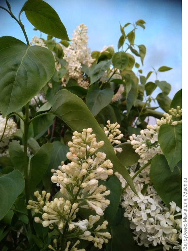 Начало цветения Примроуз