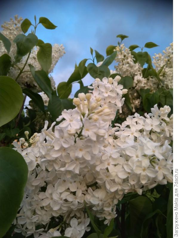 Почти полное раскрытие Примроуз