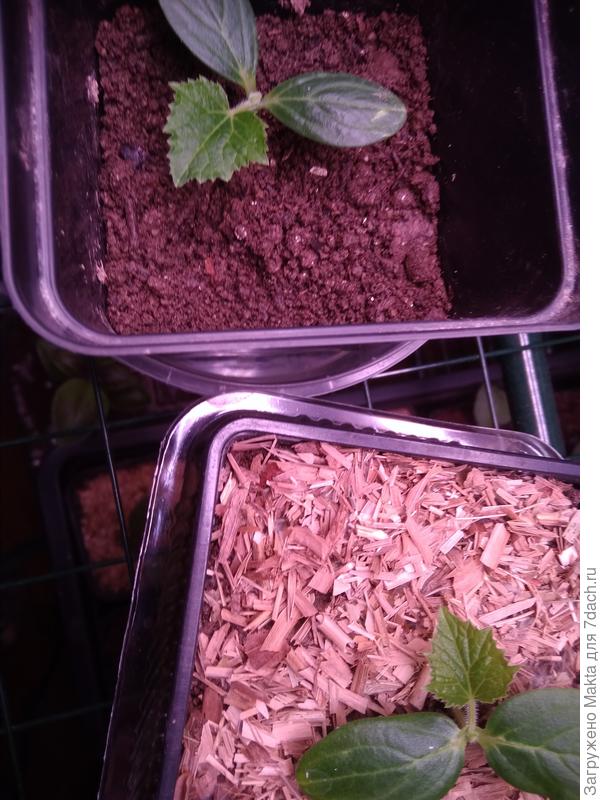 С мульчей - внизу опилки