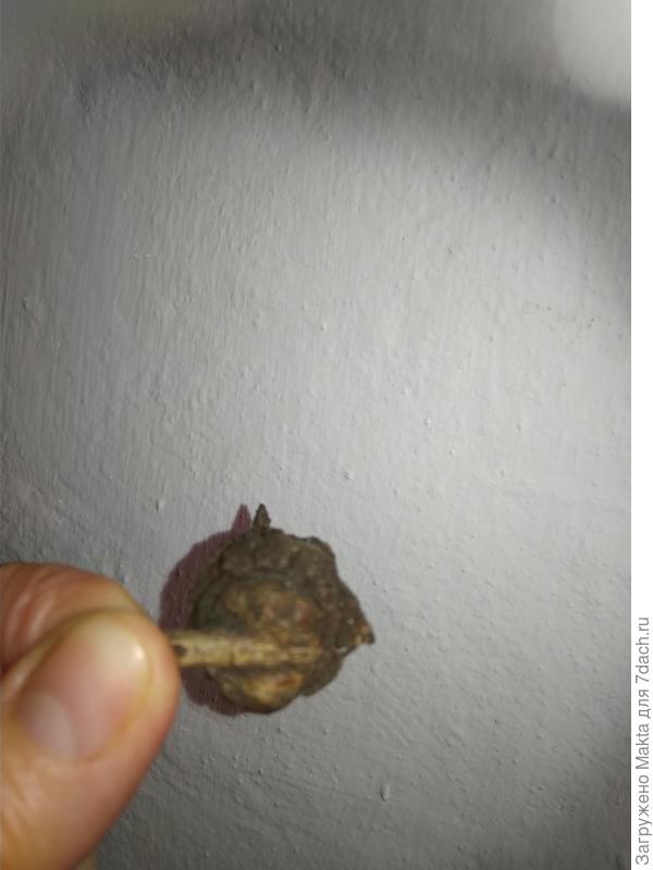 Так крепится к ветке