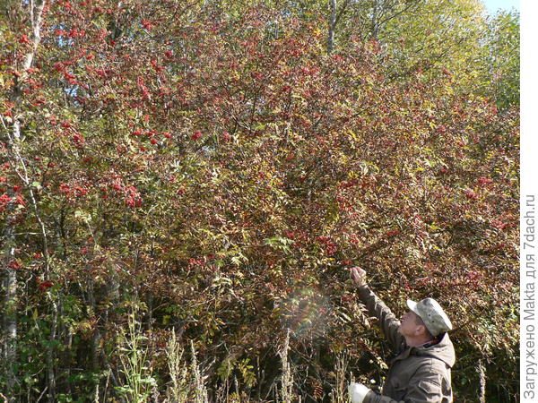 Эту нашли по дороге домой, ещё слаще
