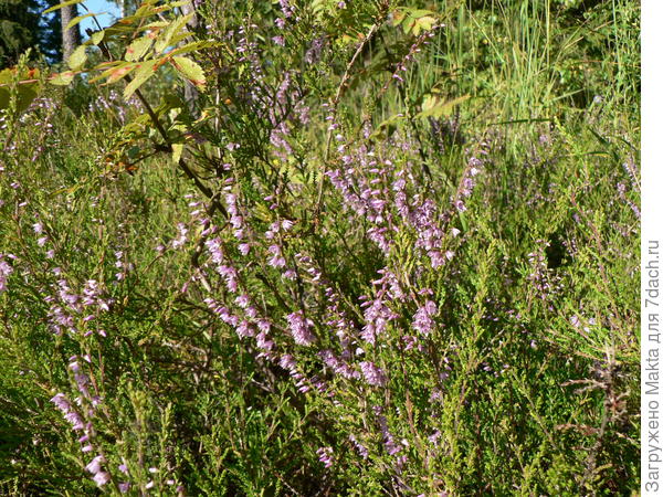 там же обнаружила вереск, рядом поросль рябин со ржавчиной на листьях