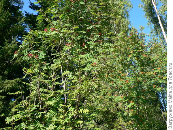 Цвет ягод разный, а на вкус очень различны. Светлая слаще.