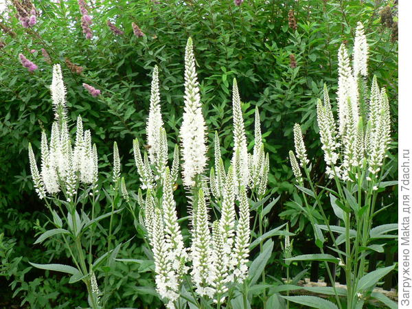 Вероника Антарктика