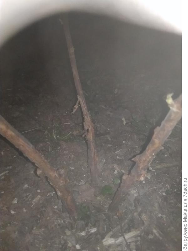 Малина на гнилушках