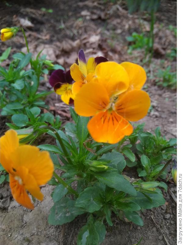 Самосев прошлого года