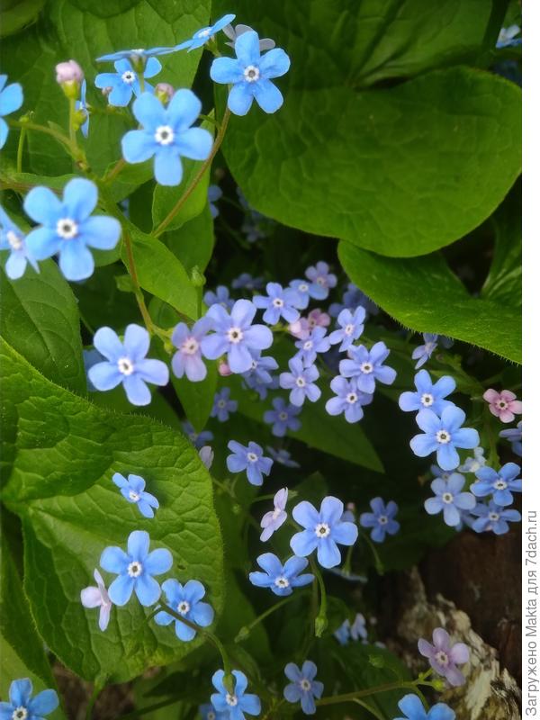 В тени без нее не обойтись))