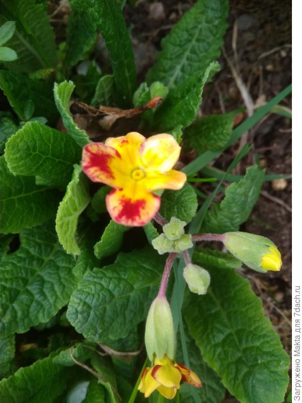 Это уж совсем несчастная