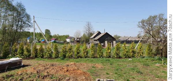 Брабанты очень близко 1м