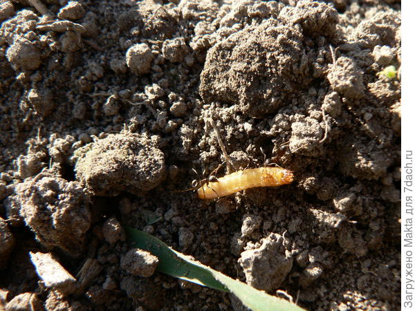 Проволочника тащат