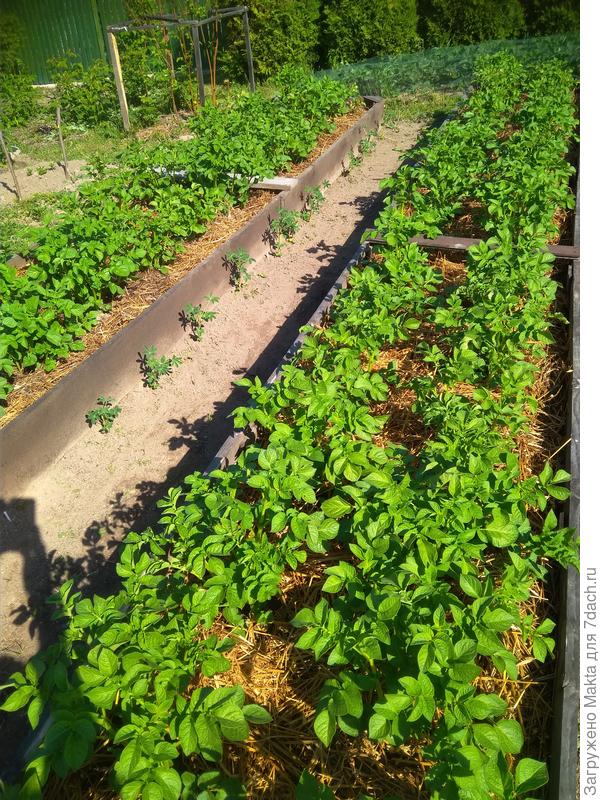 Адретта по Балабанову посажена 22 мая.