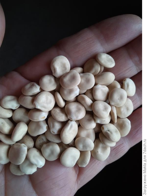 Семена люпина однолетнего долго хранятся, их приятно и легко сажать.