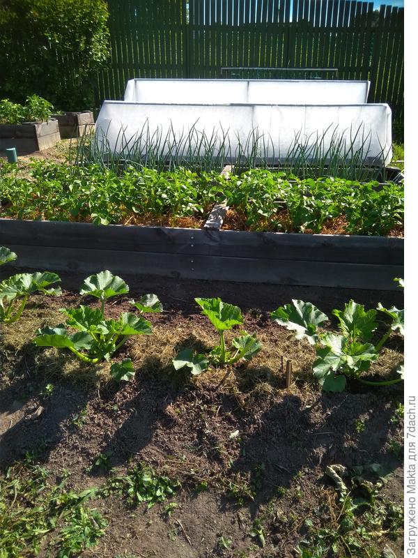 Адретта под соломой уже &amp;quot;разокучена&amp;quot;