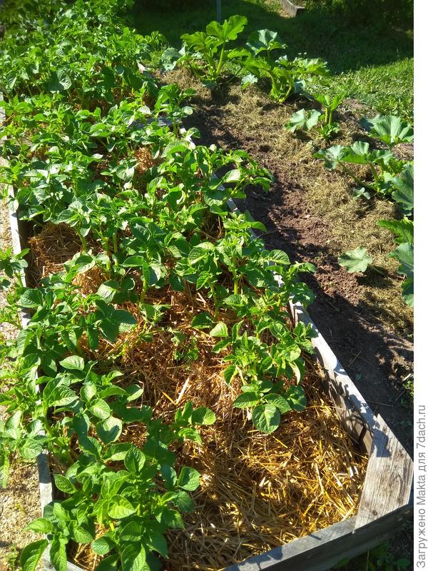 Это под соломой