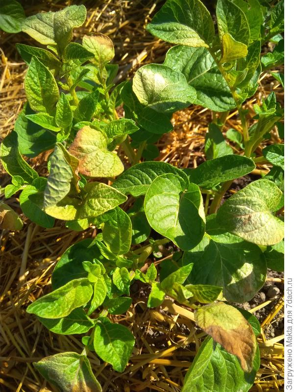 Опалило морозом.