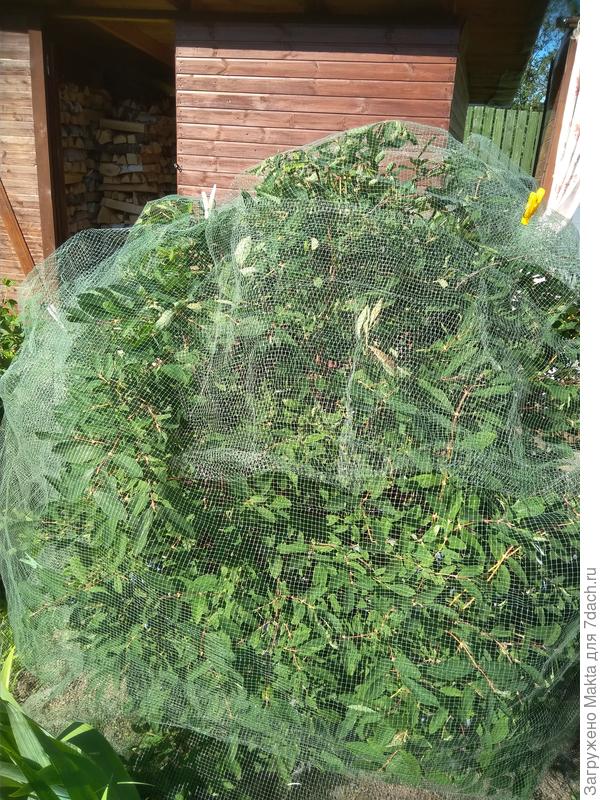 Сластёна в сетке. Сейчас.