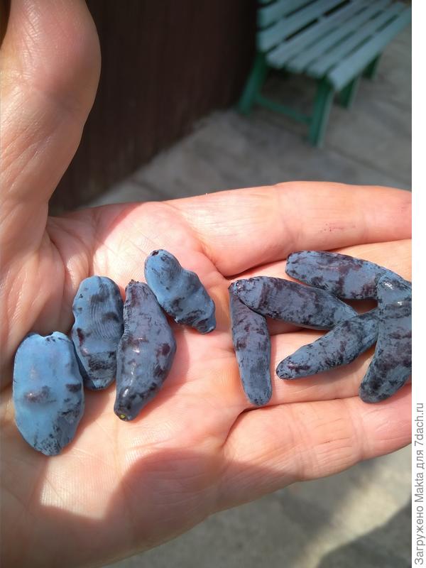 Фото 10 июня, у Бакчар. Великана ягоды последние, справа, были и крупнее