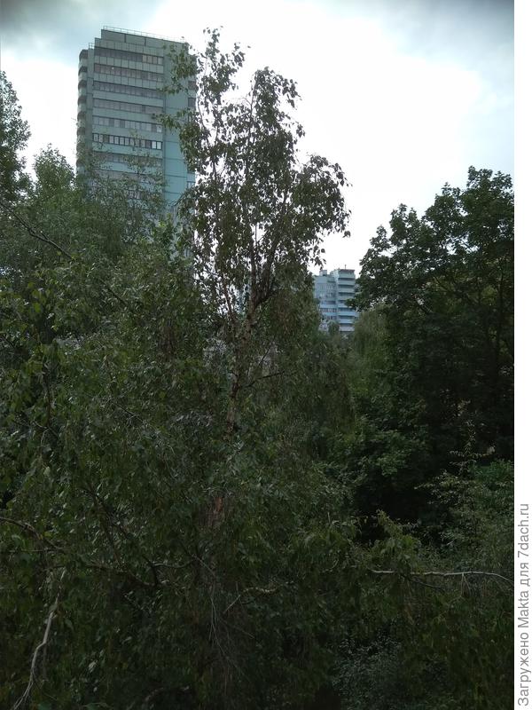 Разве это жизнь, хоть и в зелени под окном?