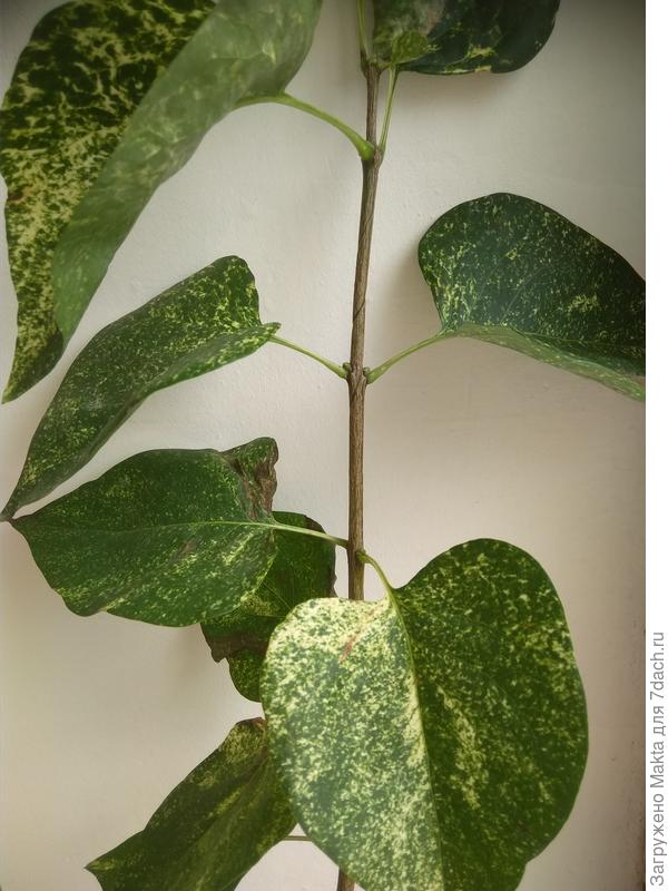 Мне её не хватало!