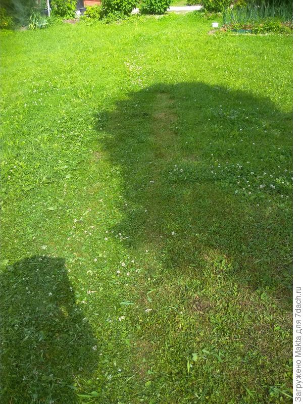 В тени сосны