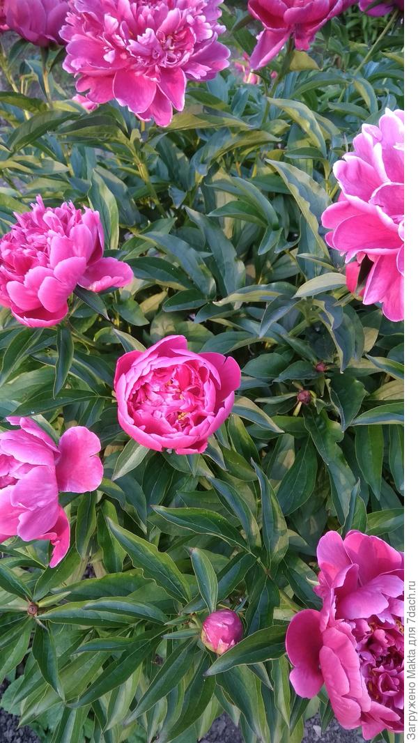 С Днём рождения!