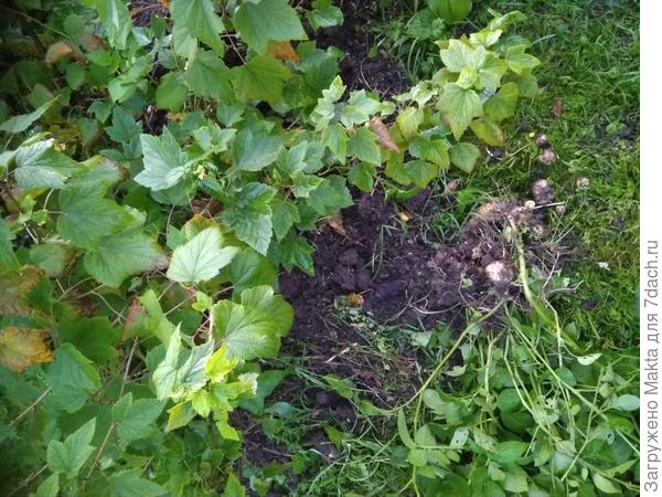 Уже с куриное яйцо)))