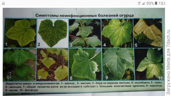Неинфекционные болезни огурца